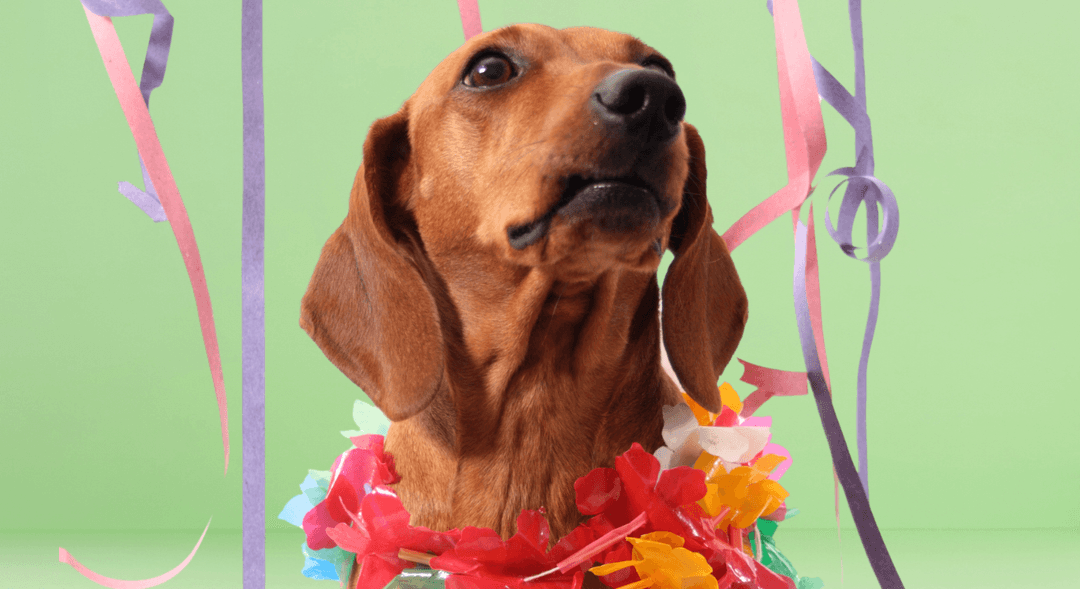 Carnapet: Como aproveitar o Carnaval com seu amigo de quatro patas
