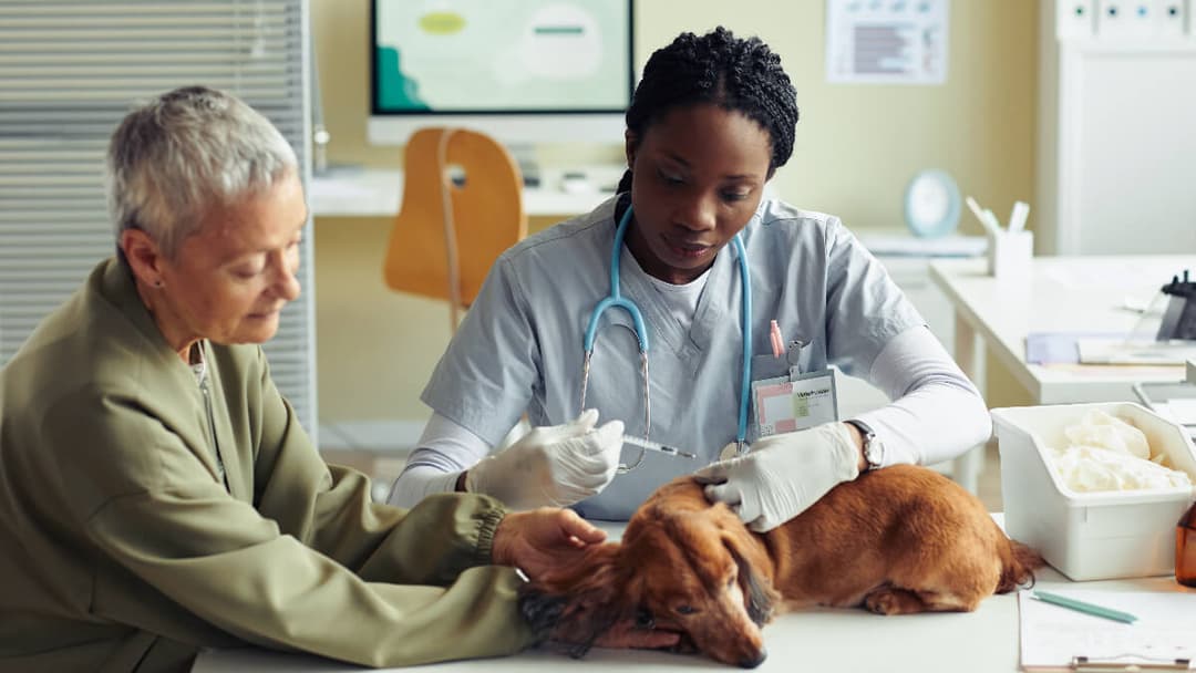 Paixão que vira profissão: A jornada emocionante da Medicina Veterinária.